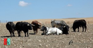 Toros varios