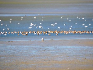 Agujas colinegras (delante) y avocetas (detrás).