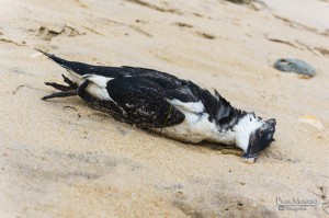 Alca muerta a la orilla de la playa. Fotografía de Pilar Moreno.