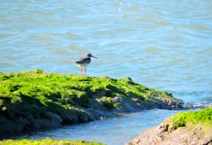 Ave en Río Arillo.